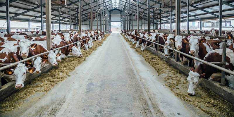 ferme