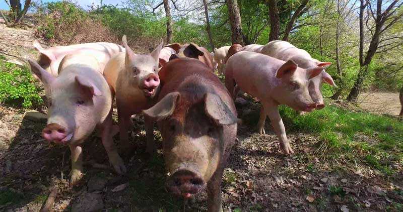 porci