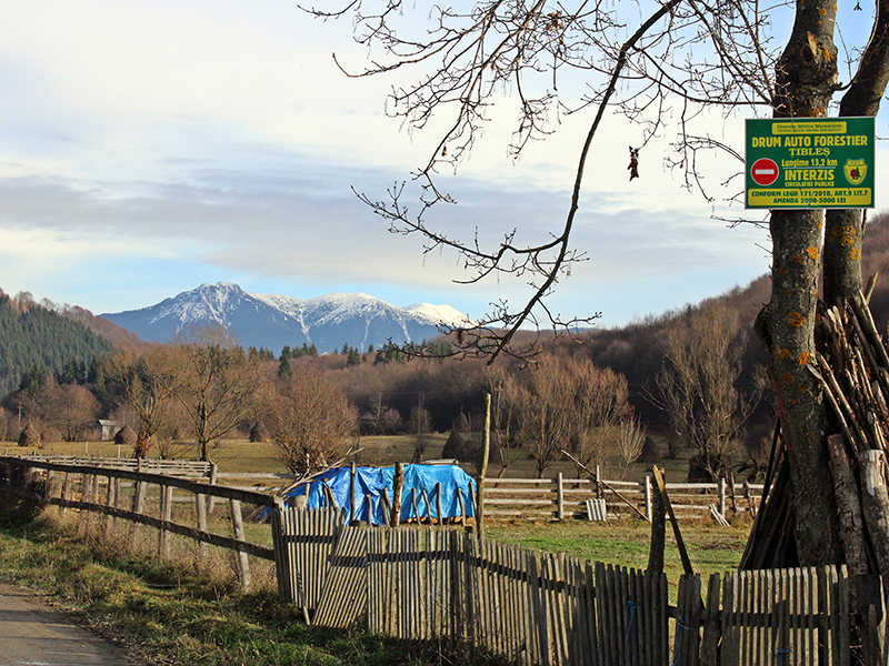 drum forest grosi 1