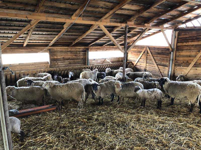adapost-ovine