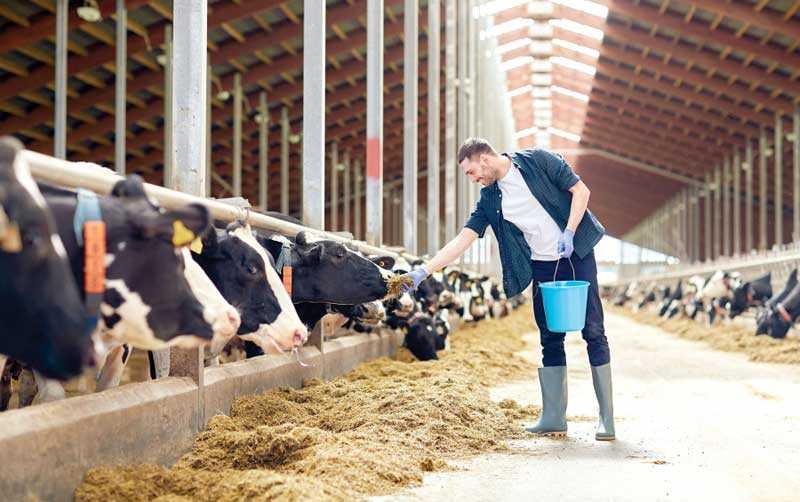 ferme-zootehnice