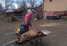 Tăierea porcului