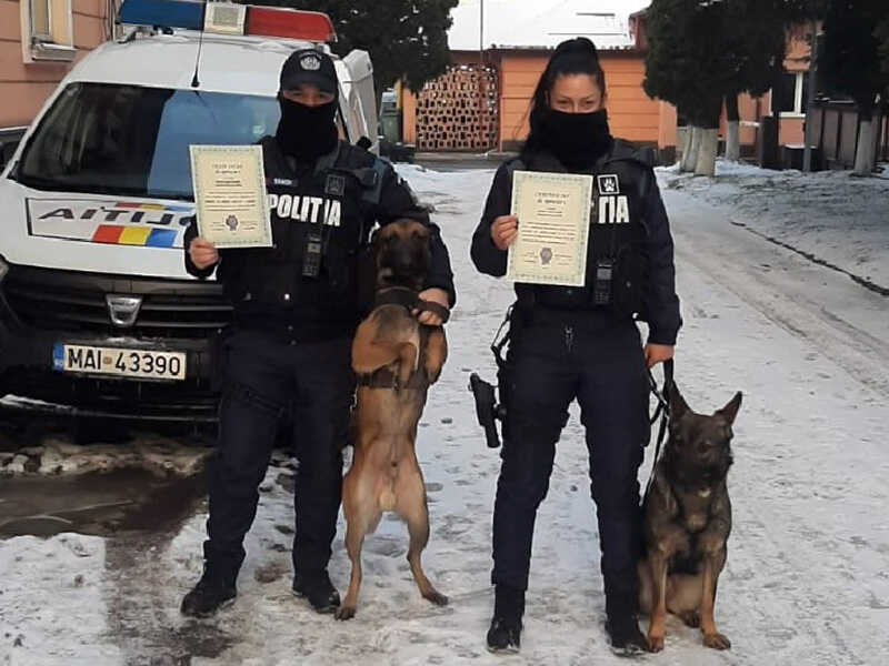 felicitari