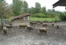 Țînțarii transmit pesta porcină