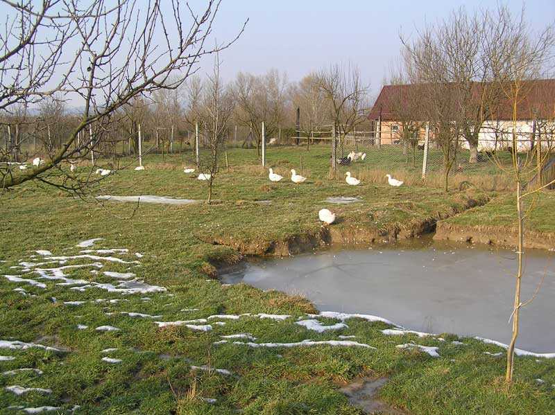 gripa-aviara