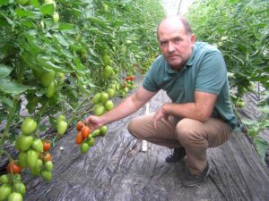 Sorin Buda în solarul cu tomate