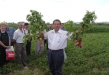 Agronomul Ioan Variu din Tăuţii Măgherăuş (cultivator de cartofi)