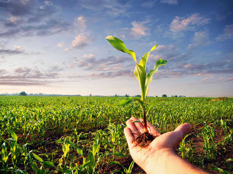 Hand holding a corn plant