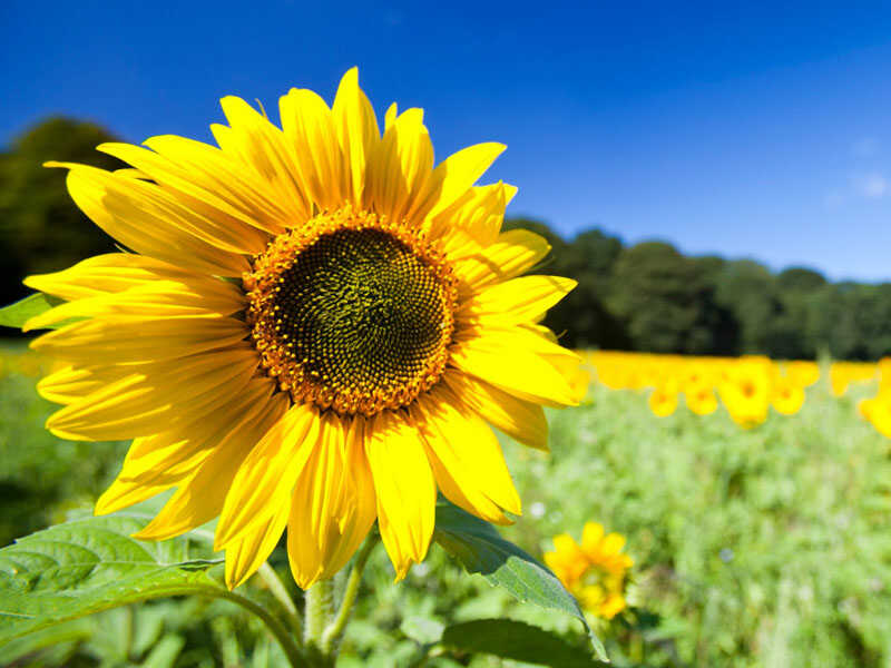 floarea soarelui