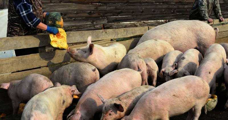 porci