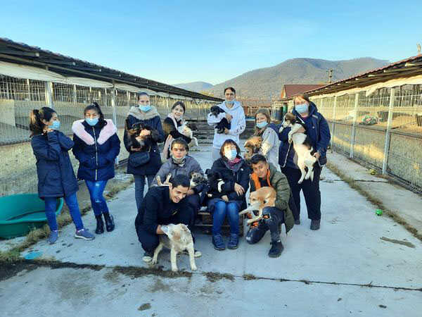 tineri la adapostul de animale