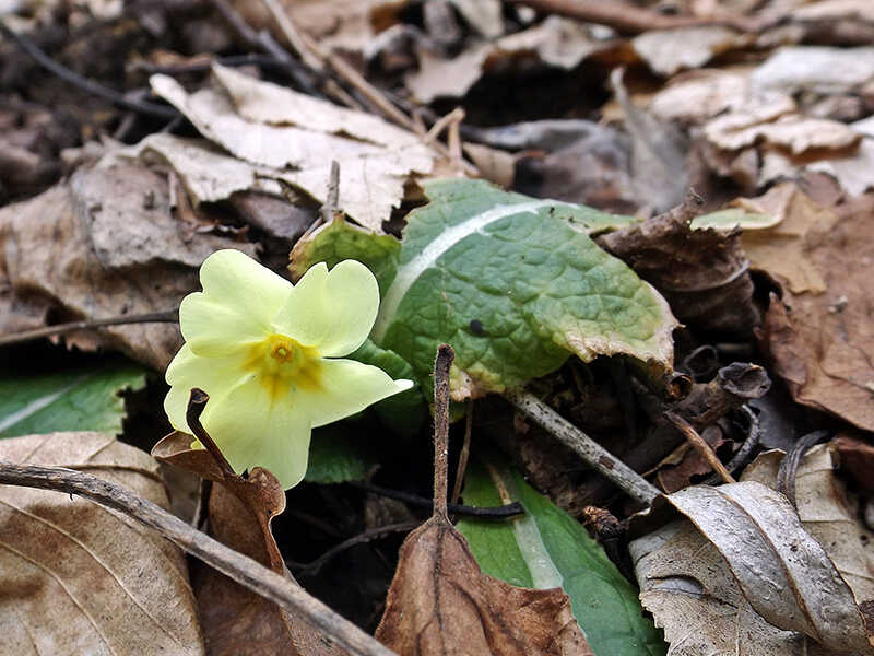 primula 2