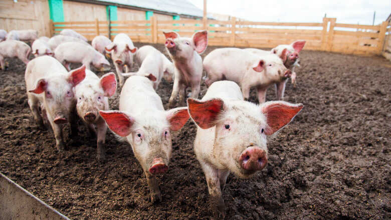 PORCI