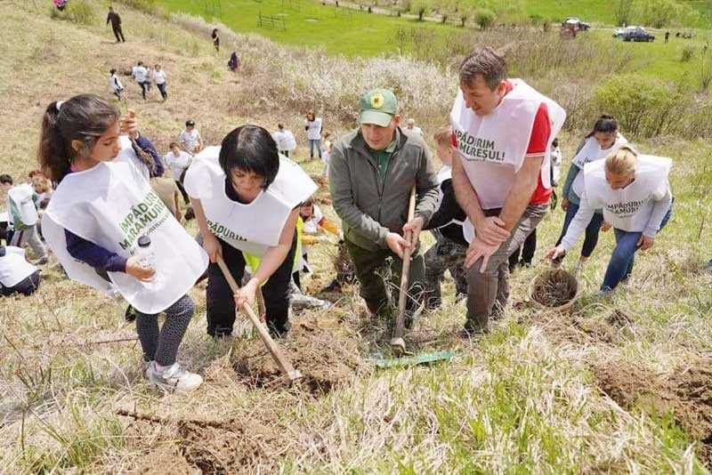 plantare-dragomiresti