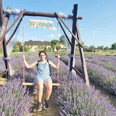 lanul-de-lavanda