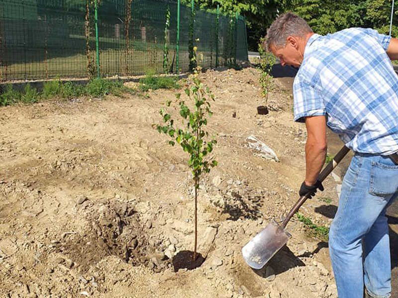 plantare mesteceni baia sprie