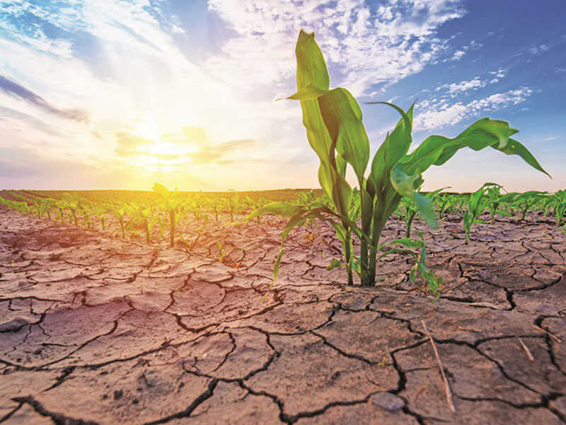 Young corn growing in dry environment