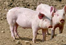 În Maramureș • Reapar focarele de Pestă Porcină Africană!