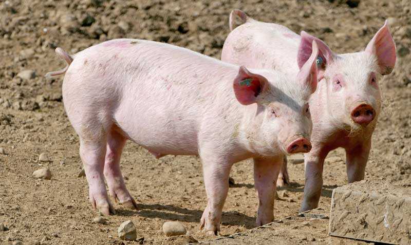 porci