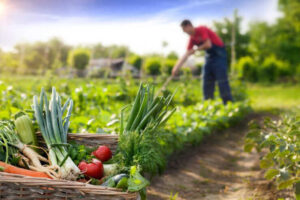 agricultura ecologica