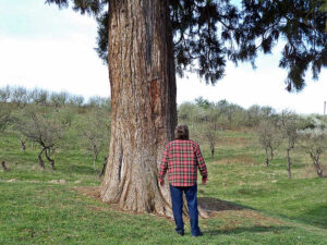 sequoia2
