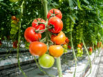 tomate