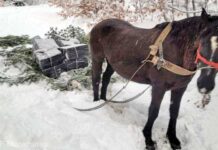 Țigări de contrabandă transportate cu un cal în Valea Vișeului