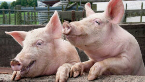 porci