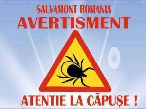 capuse