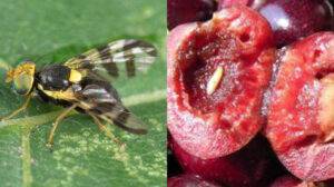 musca cireselor