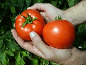 tomate