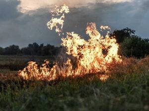 A fire burns in a field with dry grass.