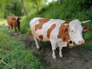 vaca