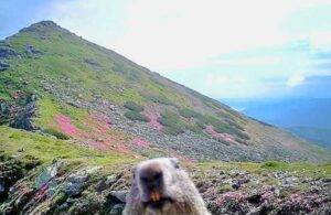 marmota