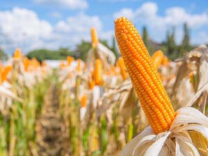 corn field closeup dry corn agriculture