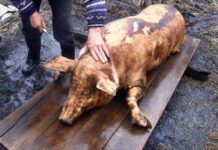 DSVSA Maramureş – despre sacrificarea porcilor