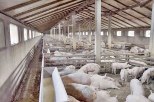 ferma-de-porci