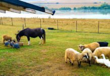 Reguli noi în autorizarea/înregistrarea fermelor de animale