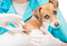 Baia Mare oferă subvenții pentru sterilizarea și microciparea câinilor