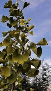ginkgo biloba
