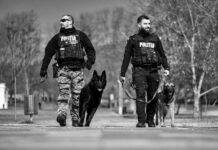 Sărbătoriții zilei – câinii polițiști