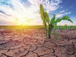 Young corn growing in dry environment