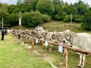 vaci bruna de maramures
