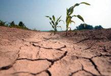 Vin banii pentru producătorii agricoli afectați de secetă!