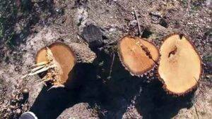 arbori