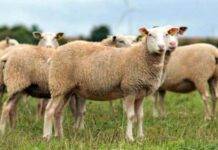 Giulești/Ovine, în valoare de 30.000 de lei, recuperate