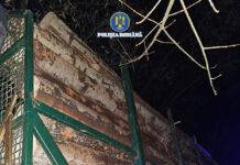 Infracțiune silvică la Borșa