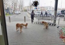 Gura lumii ☺ Altfel de cerșetori de market