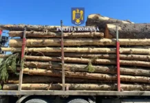 Transport ilegal de material lemnos, depistat de polițiști la Botiza