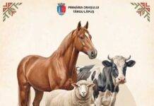 Se redeschide Târgul de animale din Țara Lăpușului